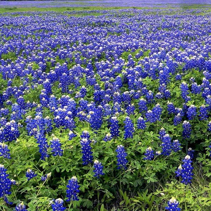 Bluebonnets in bloom